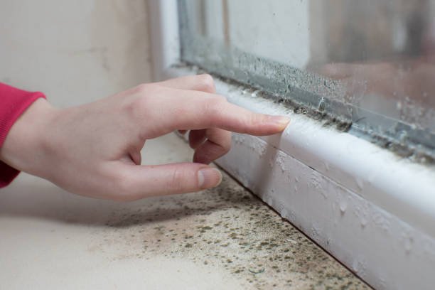 Best Comprehensive Air Testing for Mold Contaminants  in Myers Corner, NY