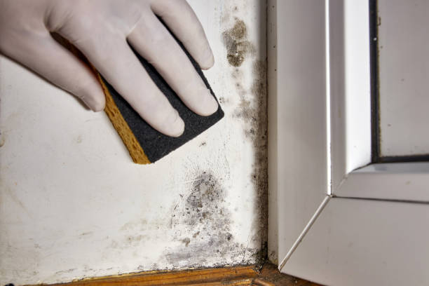 Best Airborne Mold Testing  in Myers Corner, NY